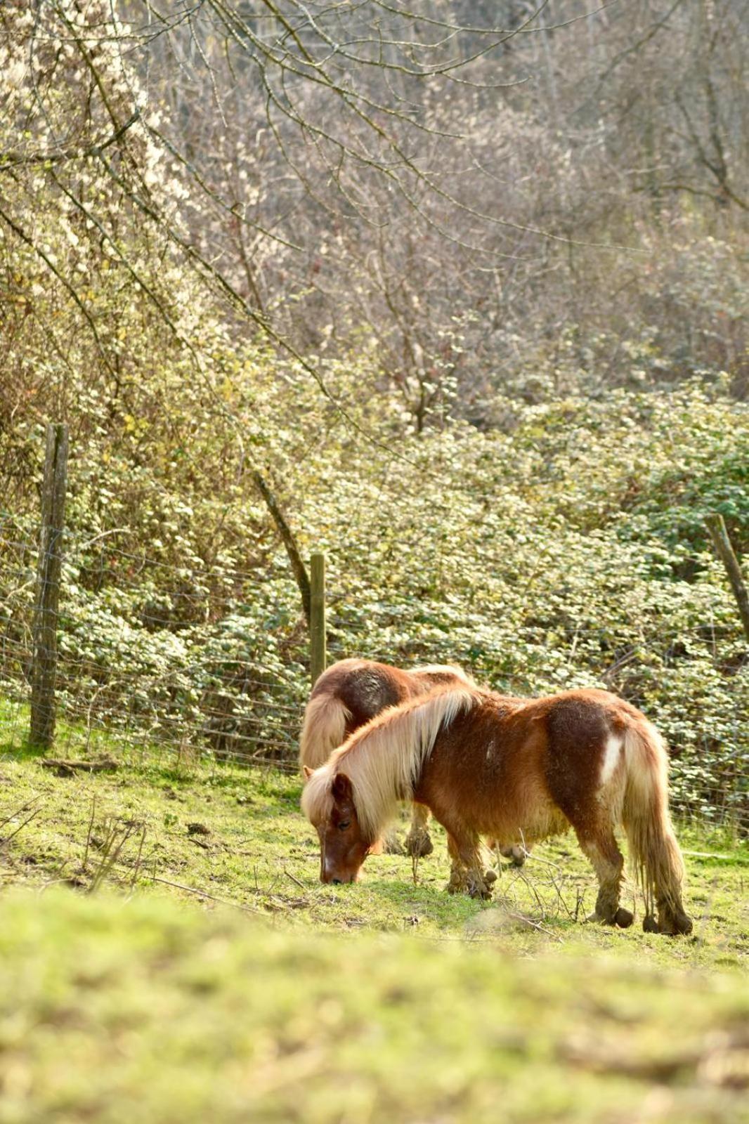 Agriturismo Le Noci Villa Tarzo Buitenkant foto