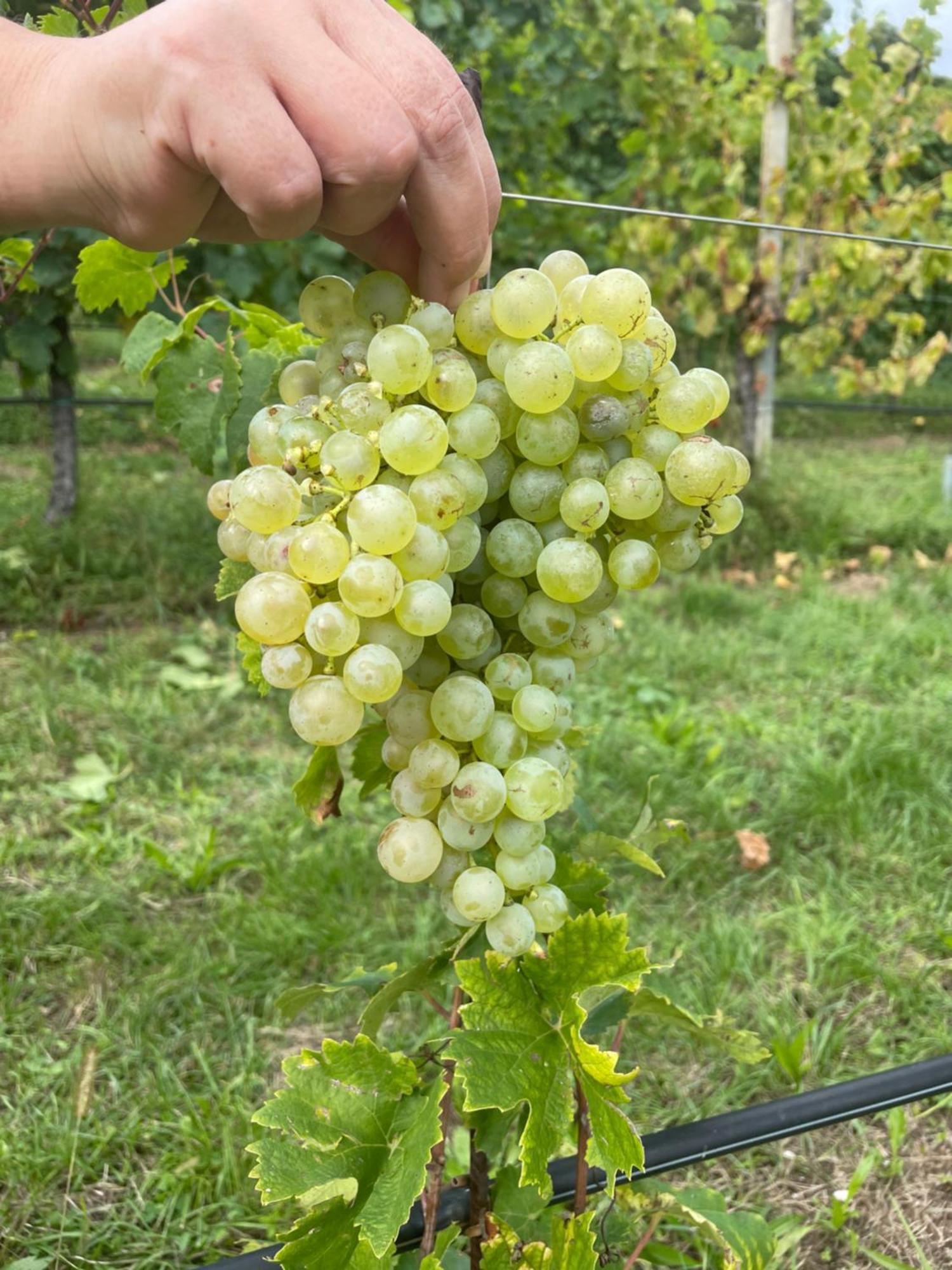 Agriturismo Le Noci Villa Tarzo Buitenkant foto