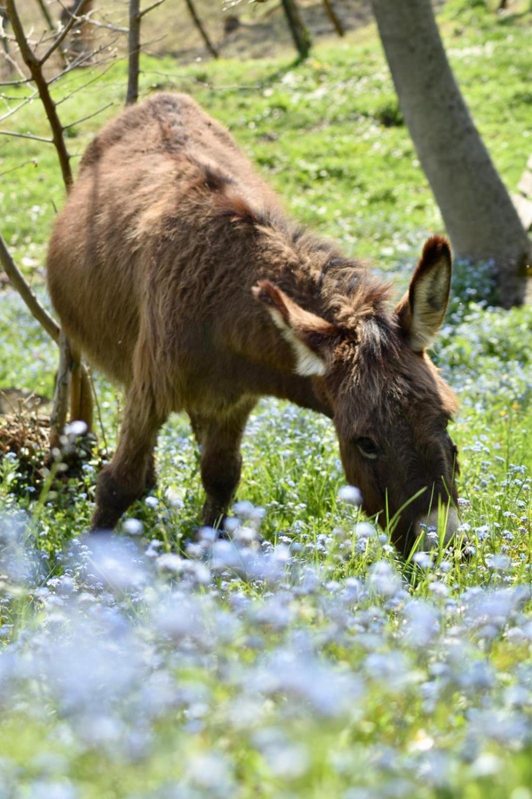 Agriturismo Le Noci Villa Tarzo Buitenkant foto